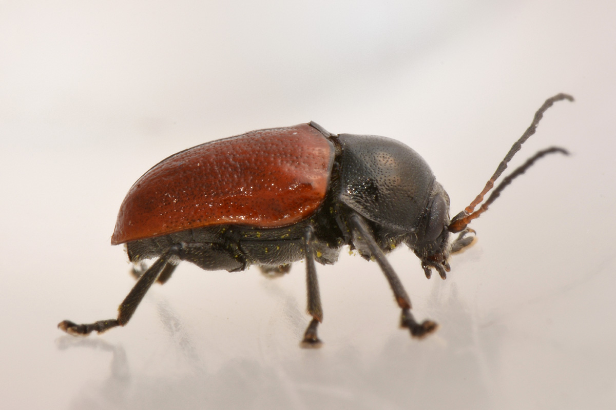 Chrysomelidae, Cryptocephalus coryli? S.